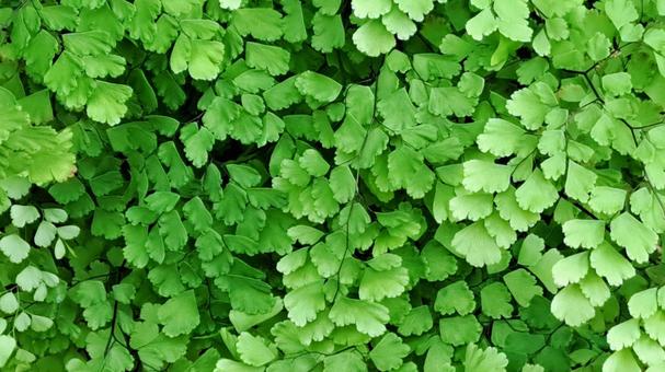 葉の集まり　アジアンタム アジアンタム,葉,集まりの写真素材