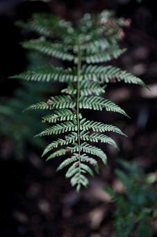 木々 木々の写真