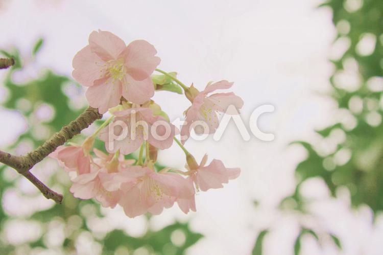 淡い桜 桜,淡い,ピンクの写真素材