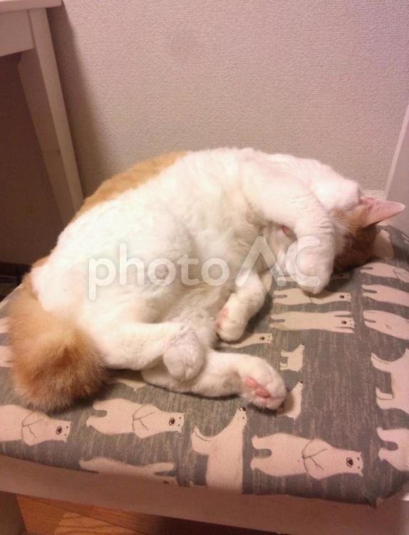 椅子の上でまぶしさを前足で遮って眠る猫 猫,さくら猫,メス猫の写真素材