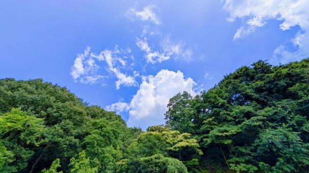青空と緑の木々-30 青空と緑の木々-30の写真