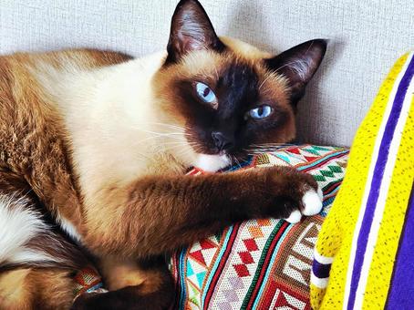 シャム猫 シャム猫の写真