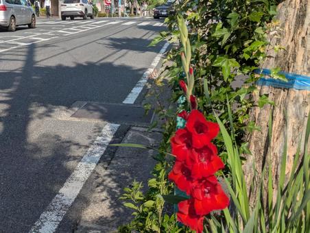 Photo, summer flowers, flower of the roadside, azameno, 
