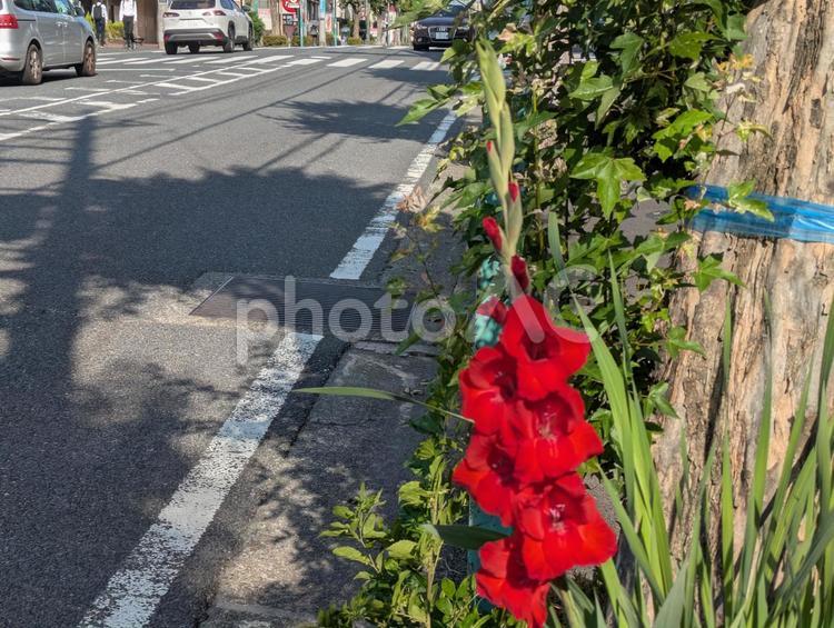 夏至前の横浜市青葉区の赤いグラジオラス 夏の花,路傍の花,あざみ野の写真素材