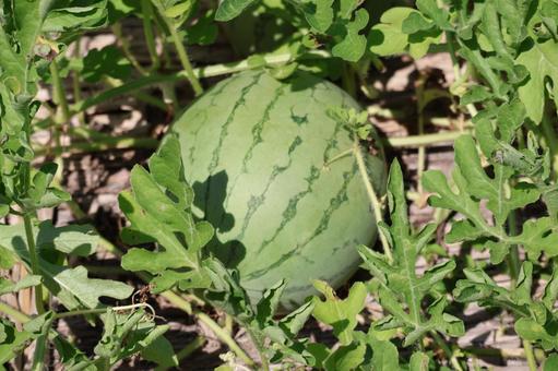 畑に植わっているスイカの実 畑に植わっているスイカの実の写真