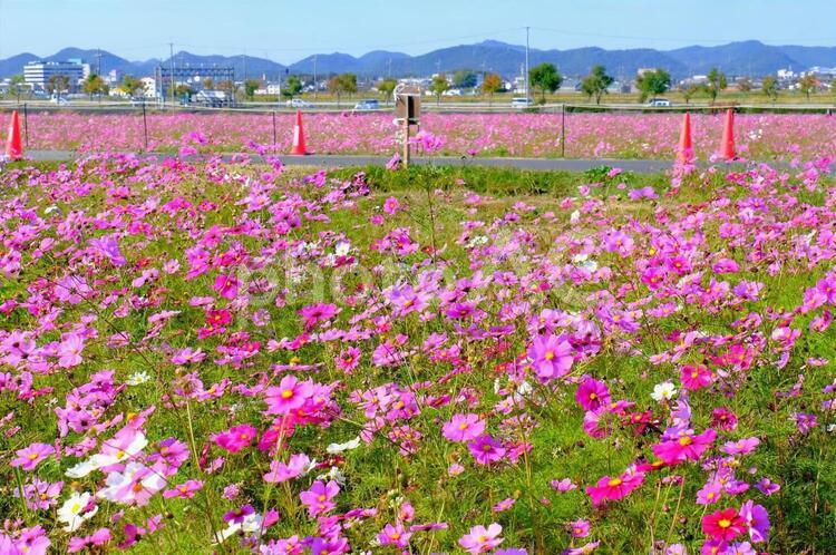 ひまわりの丘　コスモス コスモス,秋桜,花の写真素材