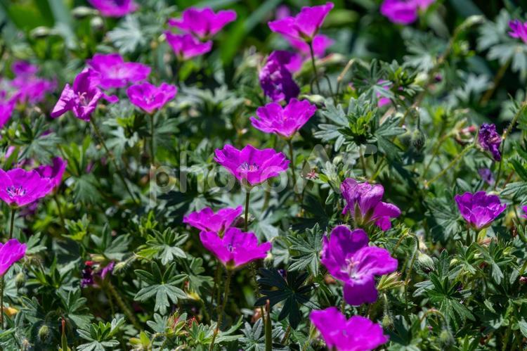 陽光を浴びて咲き誇るゲラニウムの群れ ゲラニウム,花,紫の写真素材