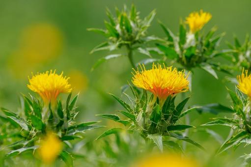 Photo, early summer, flower, safflower, 
