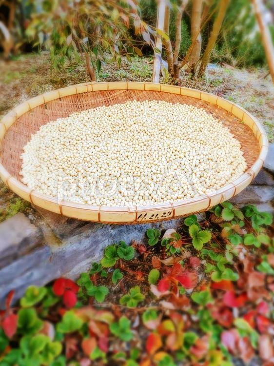 大豆の天日干し 大豆,だいず,天日干しの写真素材