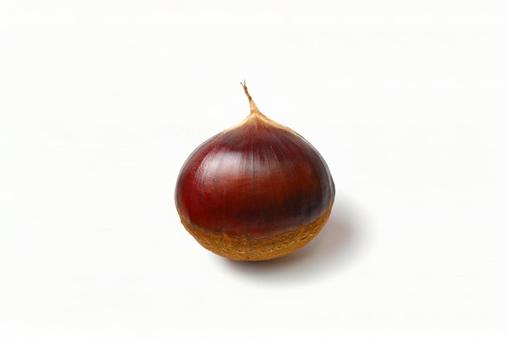 正面かた見た栗 栗,クリ,くりの写真素材