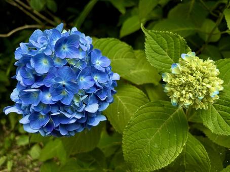 対比 対比 紫陽花,あじさい,花の写真素材