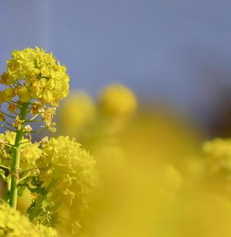菜の花 菜の花の写真