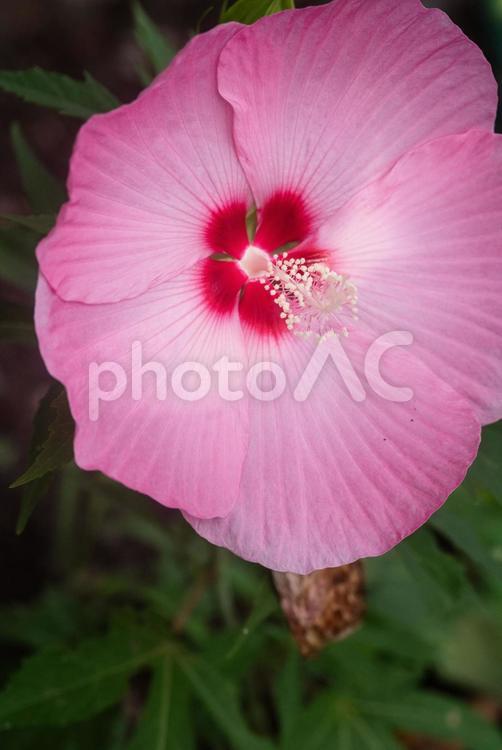 赤いフヨウの花 フヨウ,芙蓉,木芙蓉の写真素材