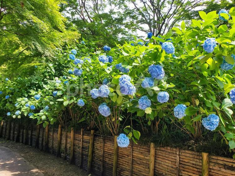 鎌倉　明月院ブルーのアジサイ咲く小路 明月院,紫陽花,アジサイの写真素材