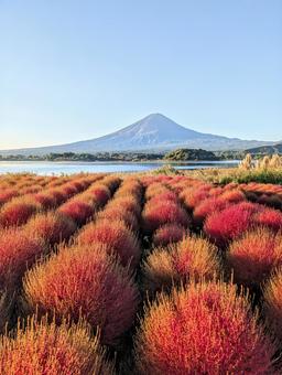 赤と金のコキアロード 赤と金のコキアロード 富士山,コキア,秋の写真素材