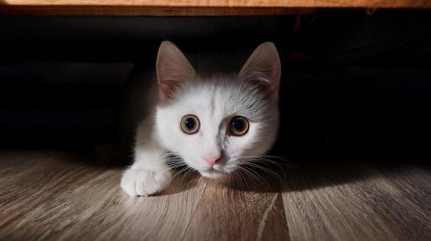緊張して隠れている猫２の写真