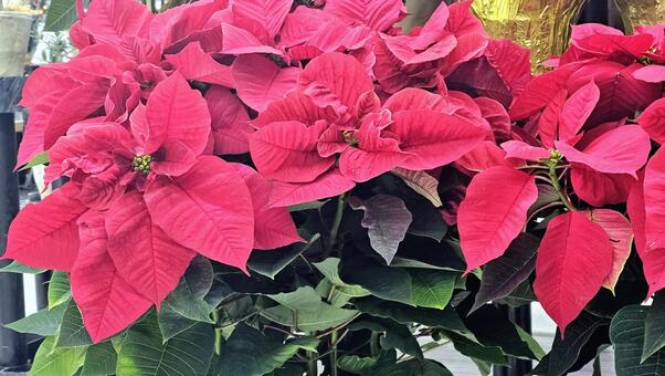 ポインセチア ポインセチア,クリスマス,赤の写真素材