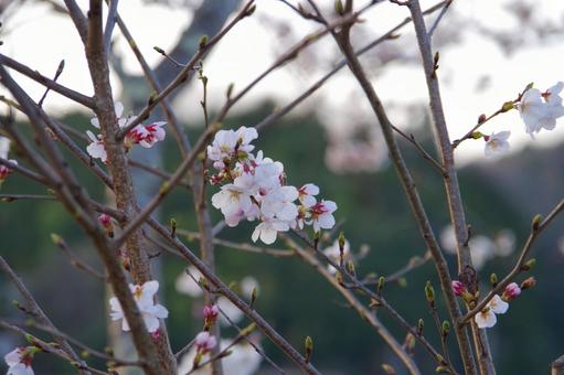 夕方の桜 夕方の桜の写真