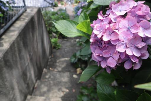 道に咲く紫陽花 道に咲く紫陽花の写真
