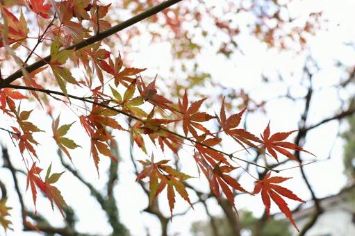 秋 紅葉 秋 紅葉の写真