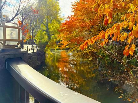 紅葉と川 紅葉,川,植木の写真素材