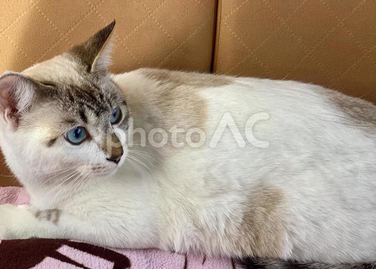 車の中で後ろを振り向くシャム系猫様 猫,シャムトラ,寝そべるの写真素材