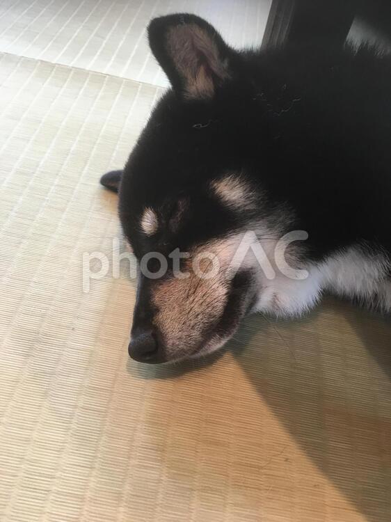 柴犬の寝顔 柴犬,寝顔,犬の写真素材