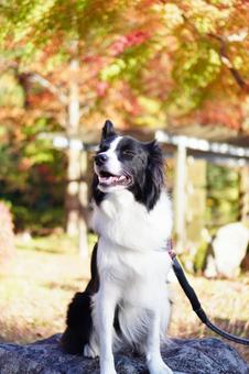 紅葉とボーダーコリー 紅葉,秋,もみじの写真素材