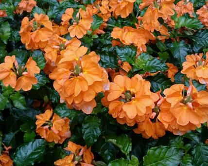 花 花の写真