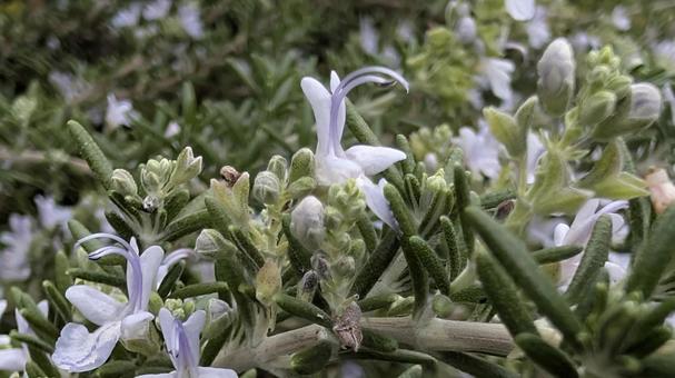 ローズマリー ローズマリー,ローズマリーの花,植物の写真素材