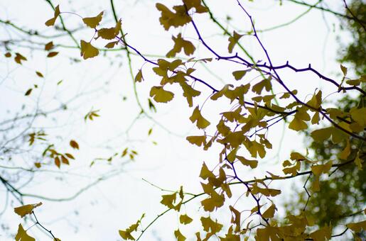 紅葉 紅葉の写真