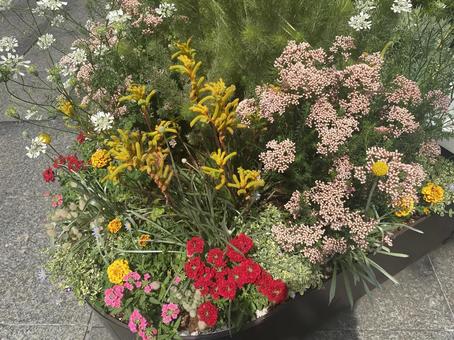Photo, flour, gardening, flower, 