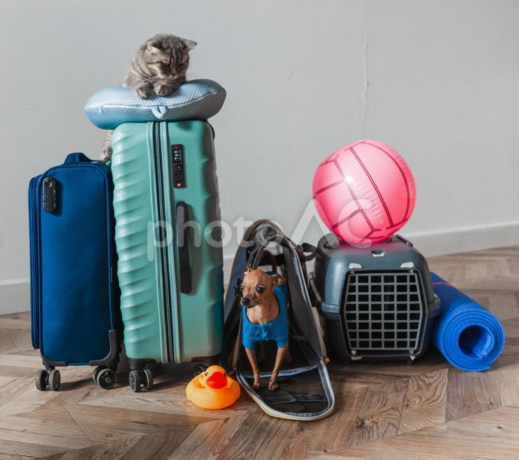 スーツケースの上の猫と犬とボール 猫,ペット,犬の写真素材