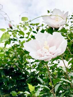 flower, alam, kembang, latar mburi, JPG