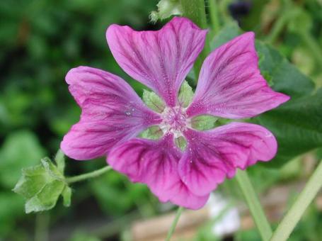 Photo, a flower, 5 regent, red purple, 