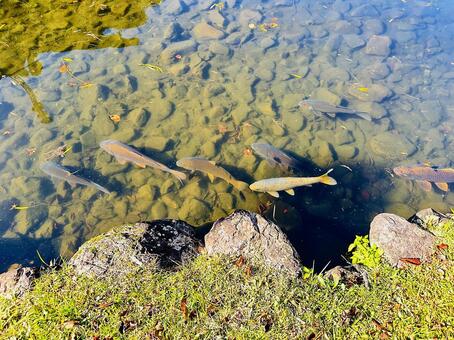 池　自然な池　秋の風景　鯉 風景,地方,奈良県吉野郡の写真素材