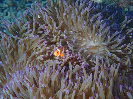 クマノミとイソギンチャク クマノミ,イソギンチャク,魚の写真素材