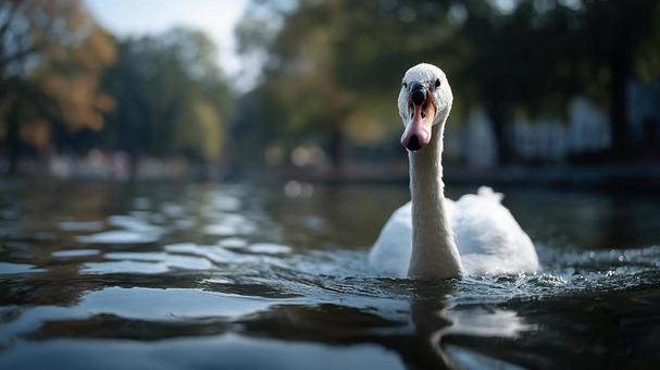 白鳥の優雅な姿 白鳥の優雅な姿の写真