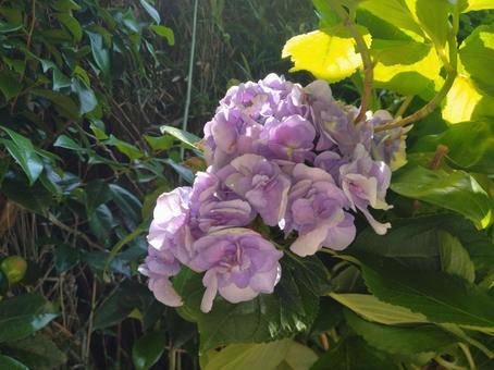 紫陽花400 紫陽花400の写真