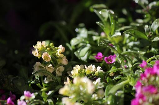 アリッサム 小花,寄せ植え,アブラナ科の写真素材