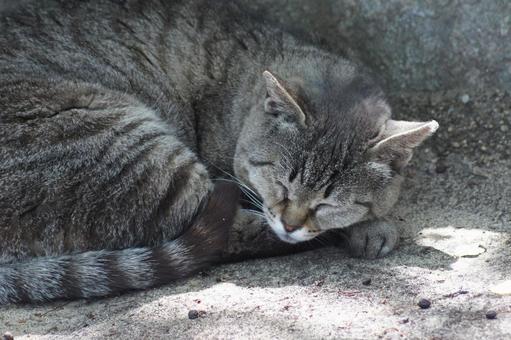 ねこ のらねこ,にゃんこ,可愛いの写真素材