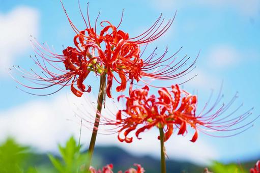 ヒガンバナ(彼岸花)と青空 ヒガンバナ(彼岸花)と青空 ヒガンバナ,秋,9月の写真素材