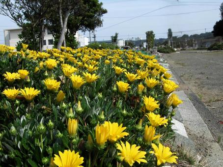 ガザニア満開の春の花壇 ガザニア満開の春の花壇の写真