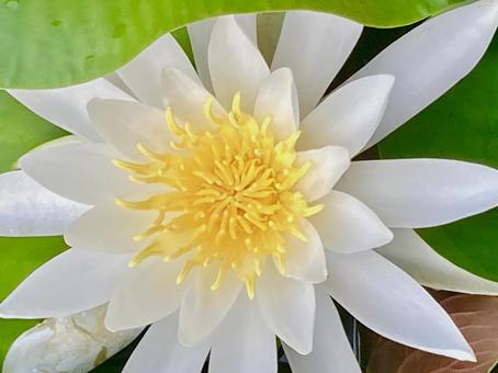 美しいスイレンの花 アップ 美しいスイレンの花 アップ スイレン,睡蓮,白いの写真素材
