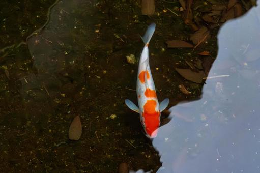 錦鯉 錦鯉,魚,鯉の写真素材