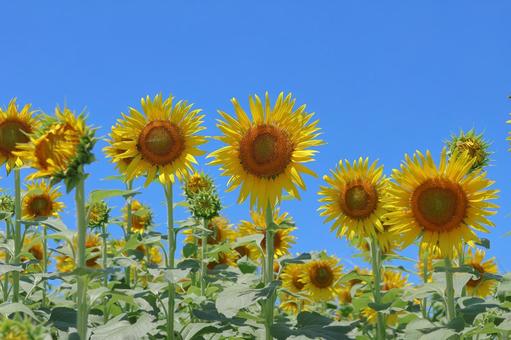 ひまわり ひまわり ひまわり,畑,向日葵の写真素材