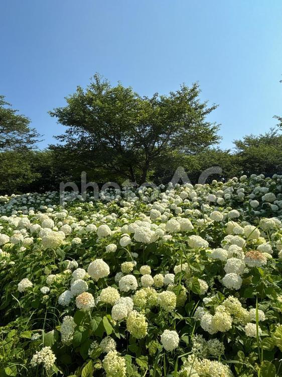 権現堂の紫陽花 紫陽花,アジサイ,あじさいの写真素材