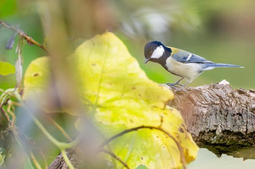 シジュウカラ(66)の写真