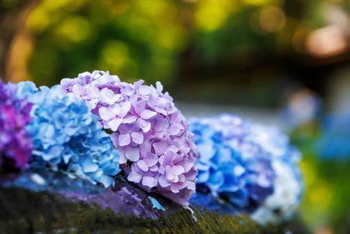 Hydrangeas at Kyuanji Temple, Osaka, JPG