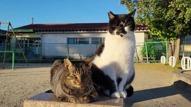 さくら猫 2023.11.14-005 さくら猫,地域猫,catsの写真素材